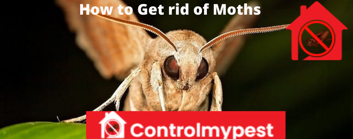 tips for moth removal, get rid of moths, moth exterminator, eliminate moths